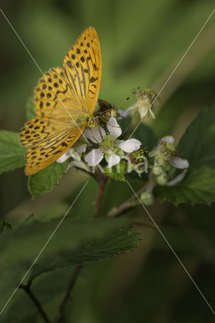 Keizersmantel (Argynnis paphia)