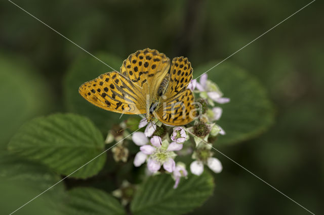 Keizersmantel (Argynnis paphia)