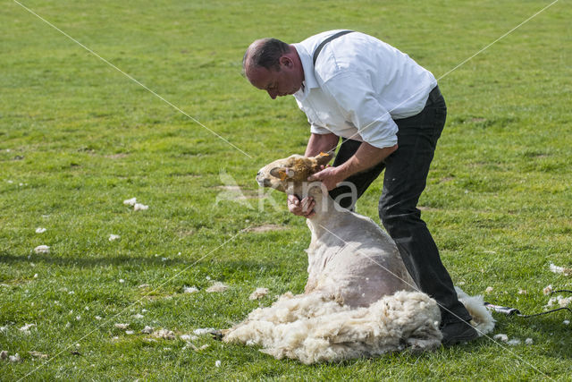 Schaap (Ovis domesticus)