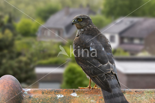 Sperwer (Accipiter nisus)