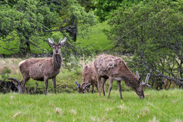 Red Deer (Cervus elaphus)