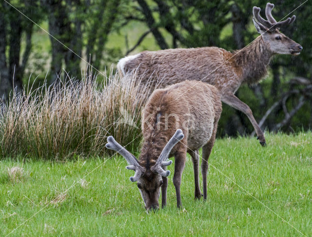 Red Deer (Cervus elaphus)