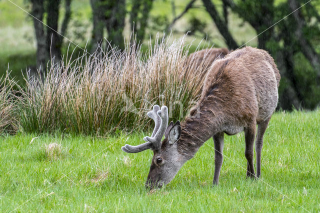 Red Deer (Cervus elaphus)