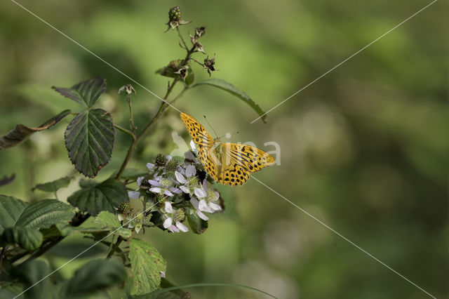 Silver-washed Fritillary (Argynnis paphia)