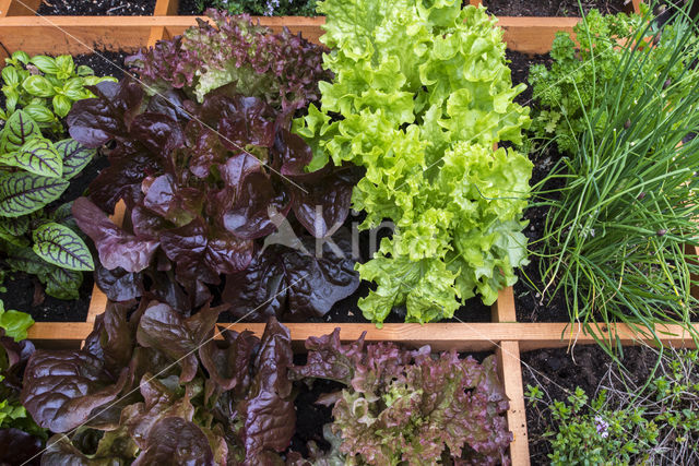 kitchen garden