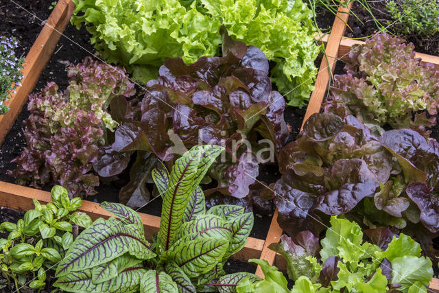 kitchen garden