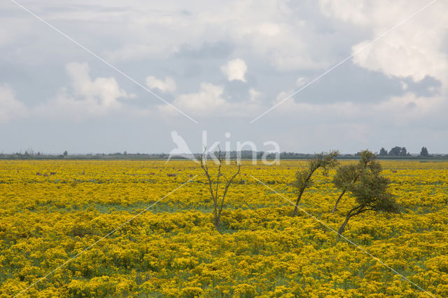 Jacobskruiskruid (Jacobaea vulgaris)