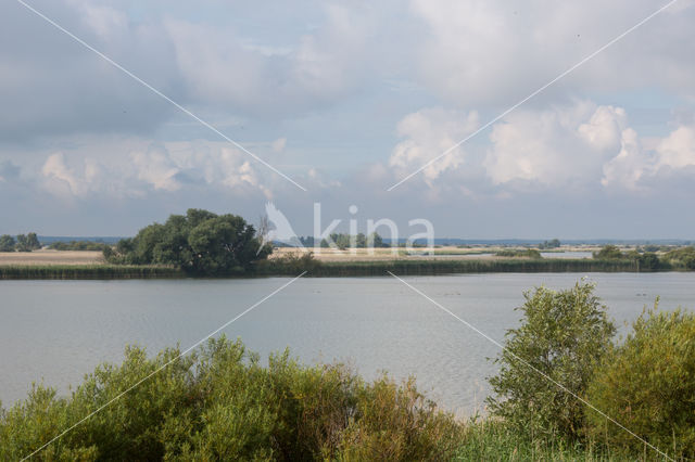 Almond Willow (Salix triandra)