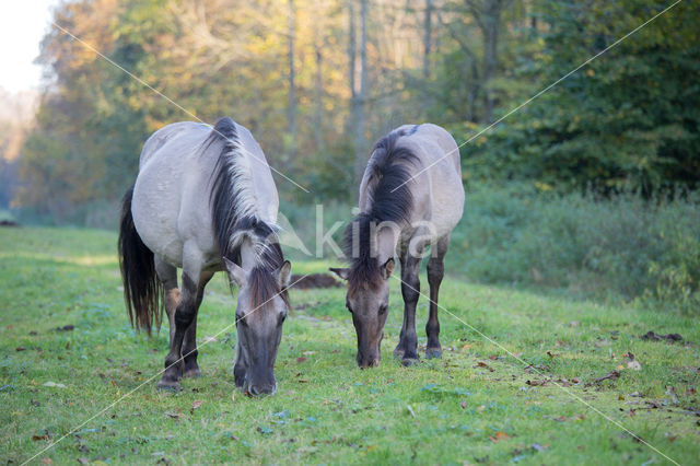 Konik horse (Equus spp)