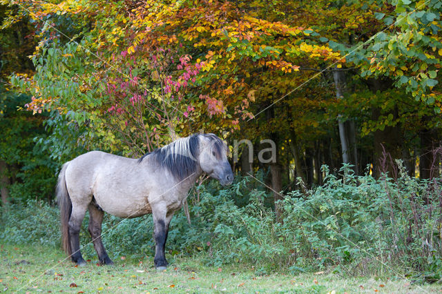 Konik horse (Equus spp)