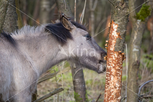 Konik horse (Equus spp)