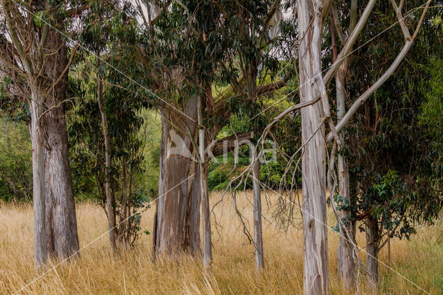 Eucalyptus diversicolor