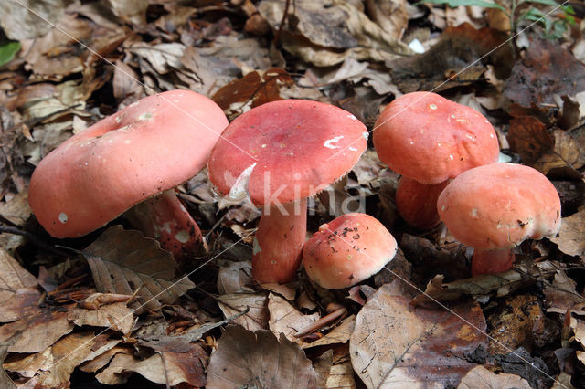 Potloodrussula (Russula rosea)