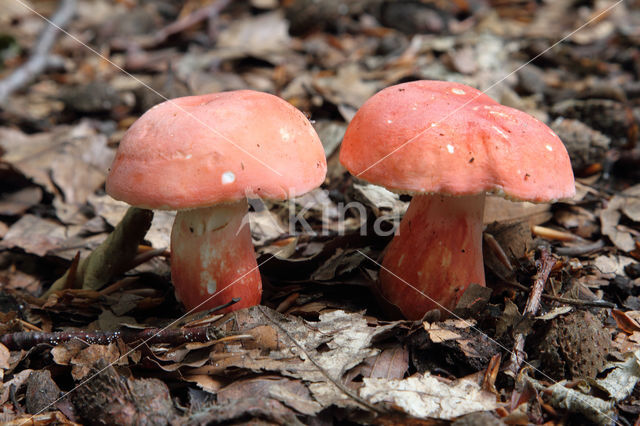 Potloodrussula (Russula rosea)