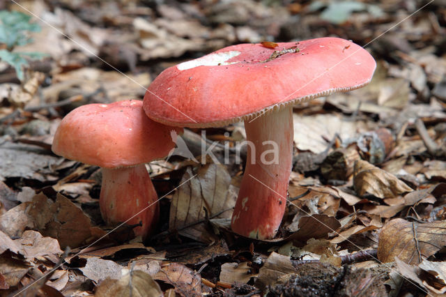 Potloodrussula (Russula rosea)