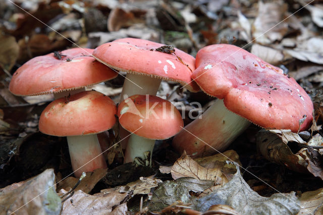 Rosy Crust (Russula rosea)