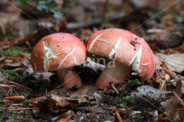 Potloodrussula (Russula rosea)