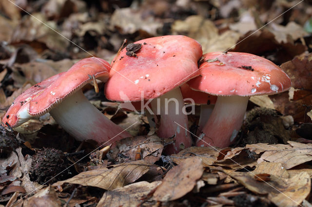 Rosy Crust (Russula rosea)