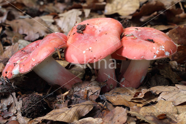 Rosy Crust (Russula rosea)