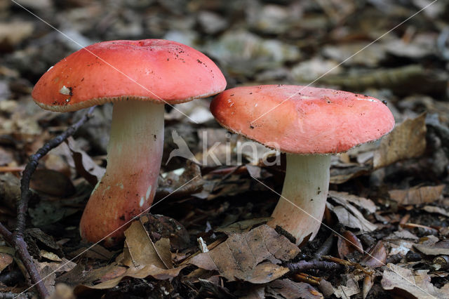 Potloodrussula (Russula rosea)