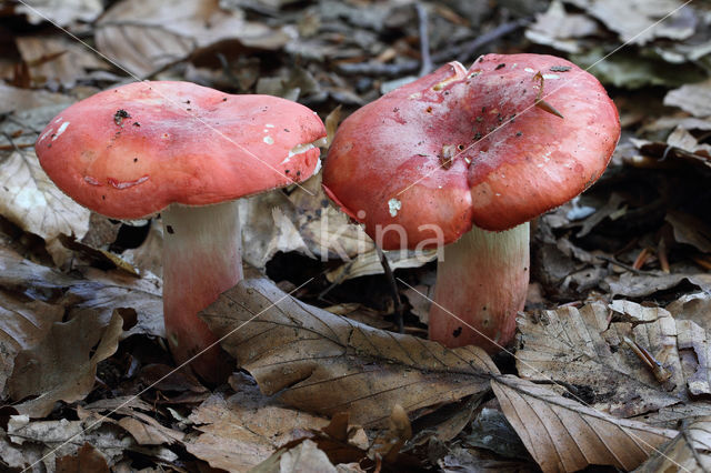 Rosy Crust (Russula rosea)