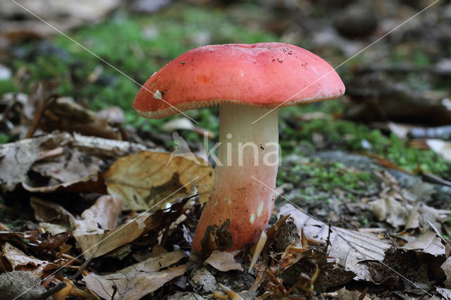 Rosy Crust (Russula rosea)