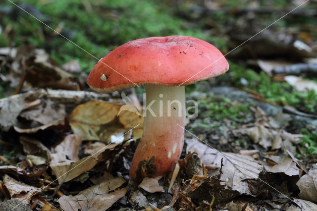 Potloodrussula (Russula rosea)