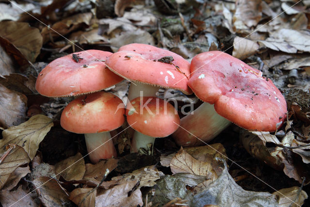 Potloodrussula (Russula rosea)