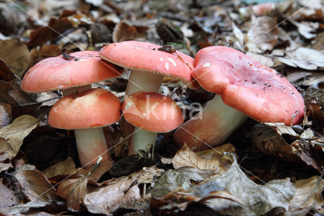 Rosy Crust (Russula rosea)