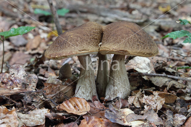 Haagbeukboleet (Leccinum griseum)