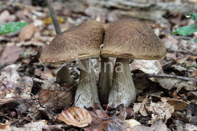 Leccinum griseum