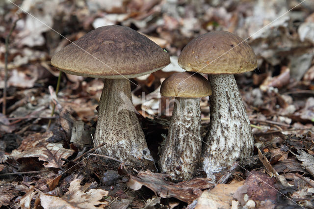 Haagbeukboleet (Leccinum griseum)