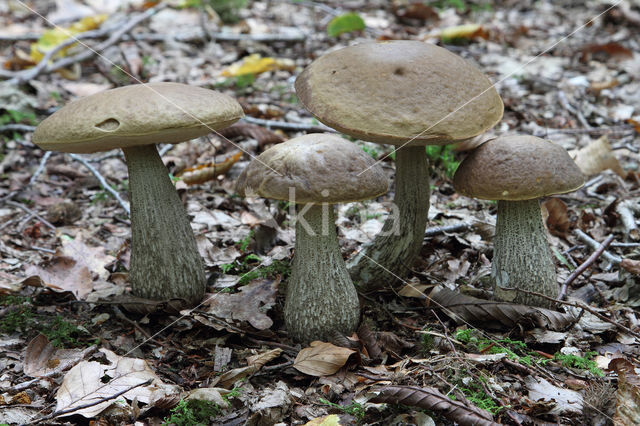 Leccinum griseum