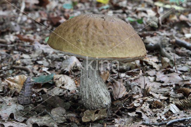 Leccinum griseum