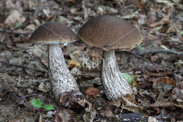 Haagbeukboleet (Leccinum griseum)