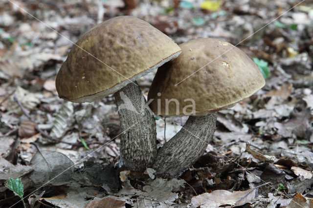 Haagbeukboleet (Leccinum griseum)