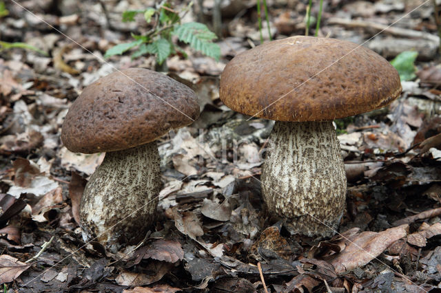 Haagbeukboleet (Leccinum griseum)