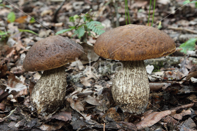 Haagbeukboleet (Leccinum griseum)