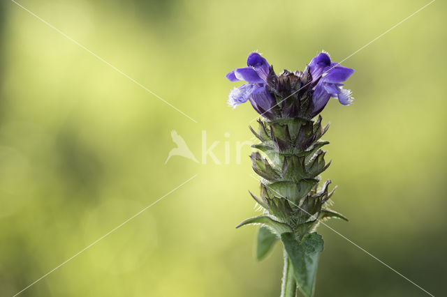 Gewone brunel (Prunella vulgaris)