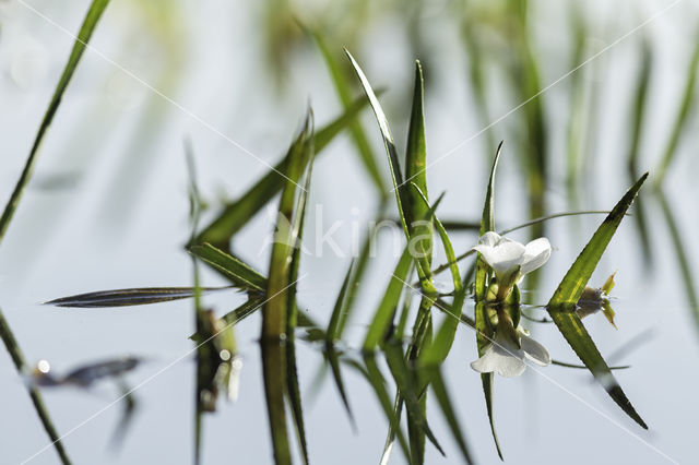 Watersoldier (Stratiotes aloides)