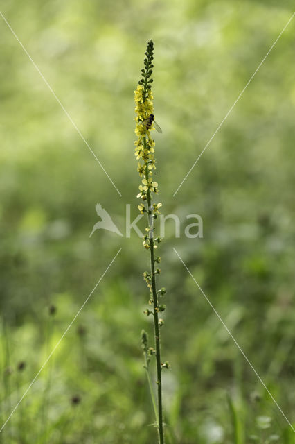 Gewone agrimonie (Agrimonia eupatoria)