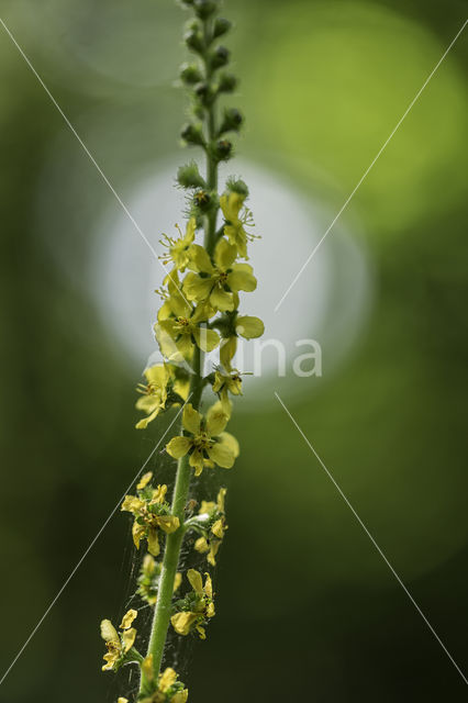 Agrimony (Agrimonia eupatoria)