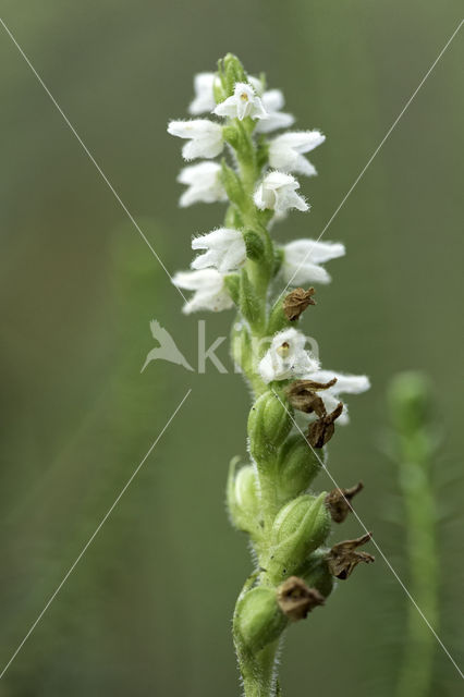 Creeping Lady's-tresses (Goodyera repens)