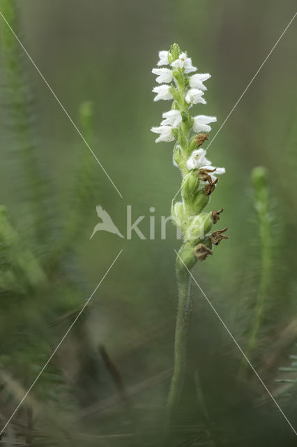 Creeping Lady's-tresses (Goodyera repens)