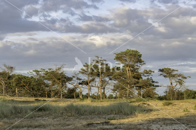 Grove den (Pinus sylvestris)