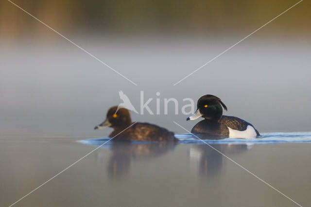 Tufted Duck (Aythya fuligula)