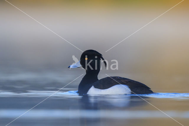 Tufted Duck (Aythya fuligula)