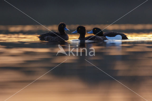 Tufted Duck (Aythya fuligula)