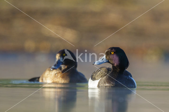 Tufted Duck (Aythya fuligula)