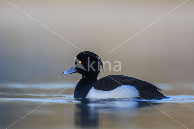 Tufted Duck (Aythya fuligula)